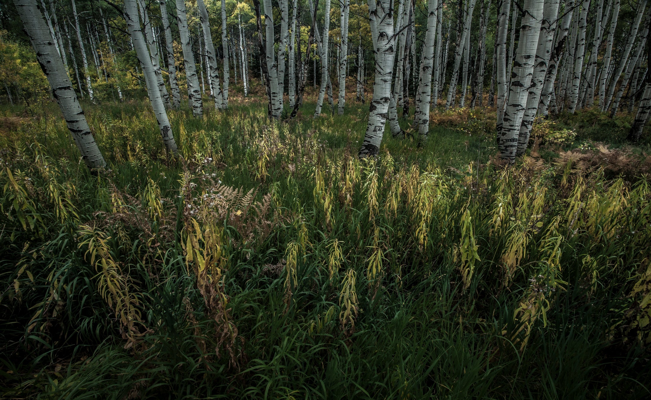 A Forest Oasis