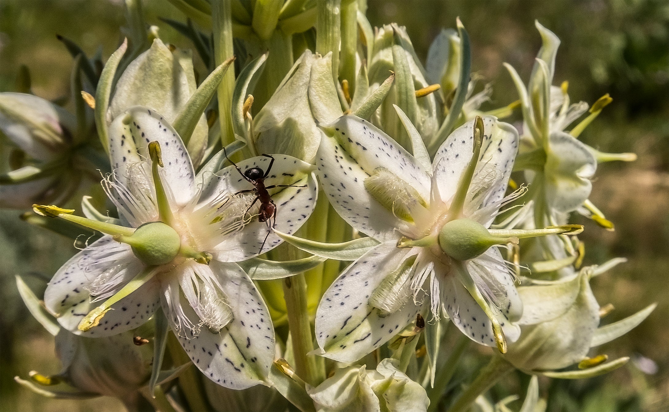 Ant World Mullein Blooms