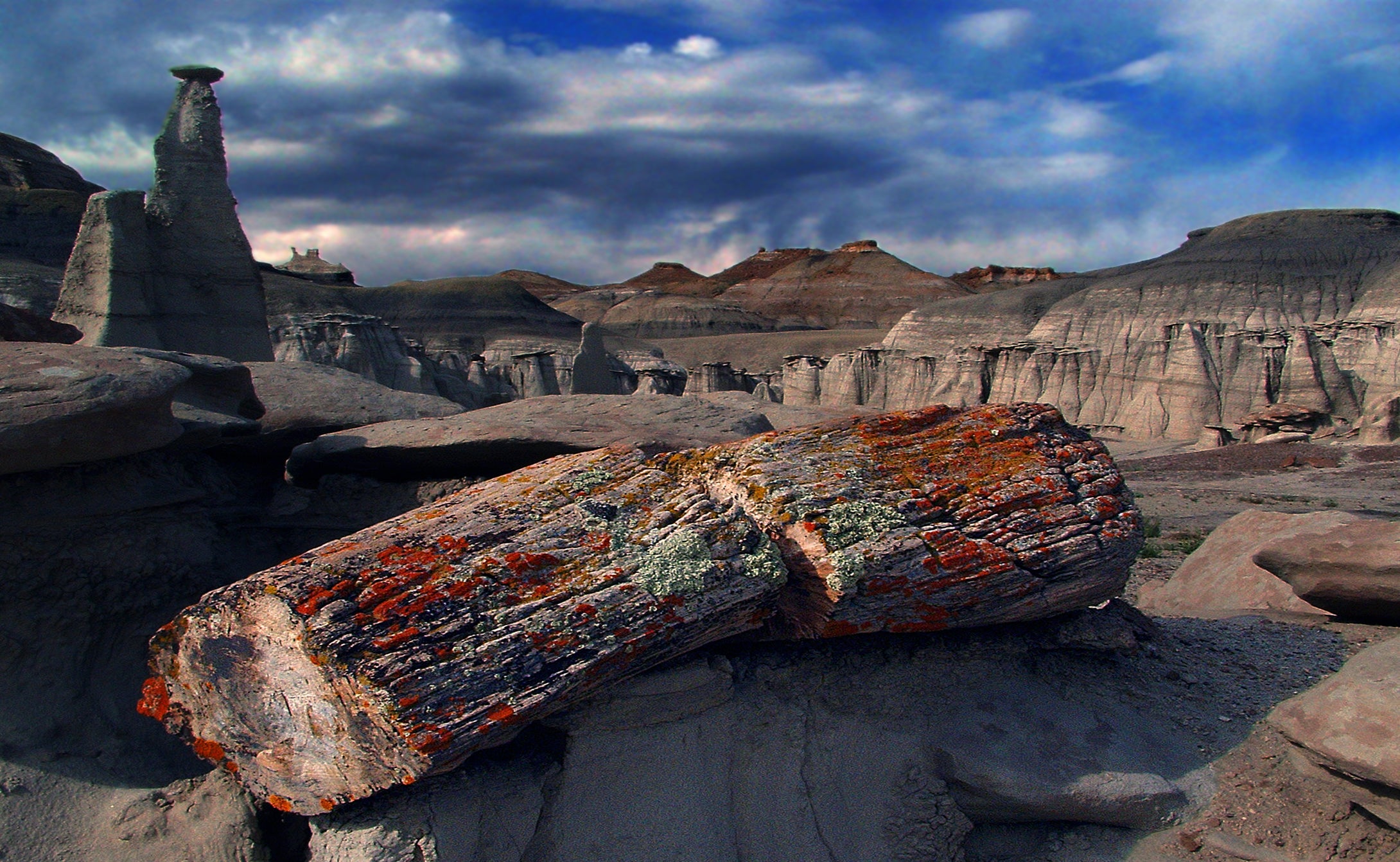 Bisti Badlands  Petrified Tree Stump   New Mexico