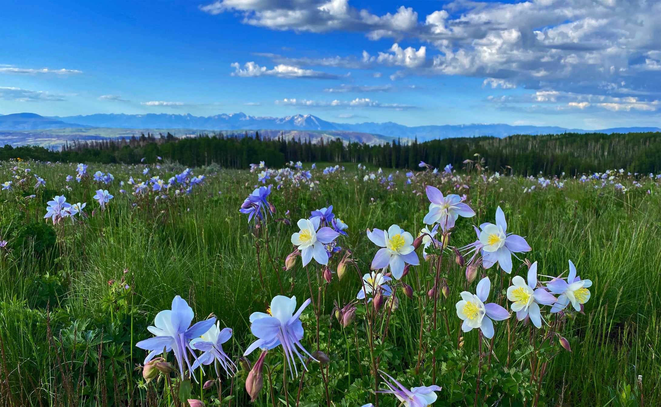 Blue Star Columbines with a view of the Elk Mountain range