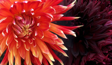 Devon Blaze Rainbow Dahlia