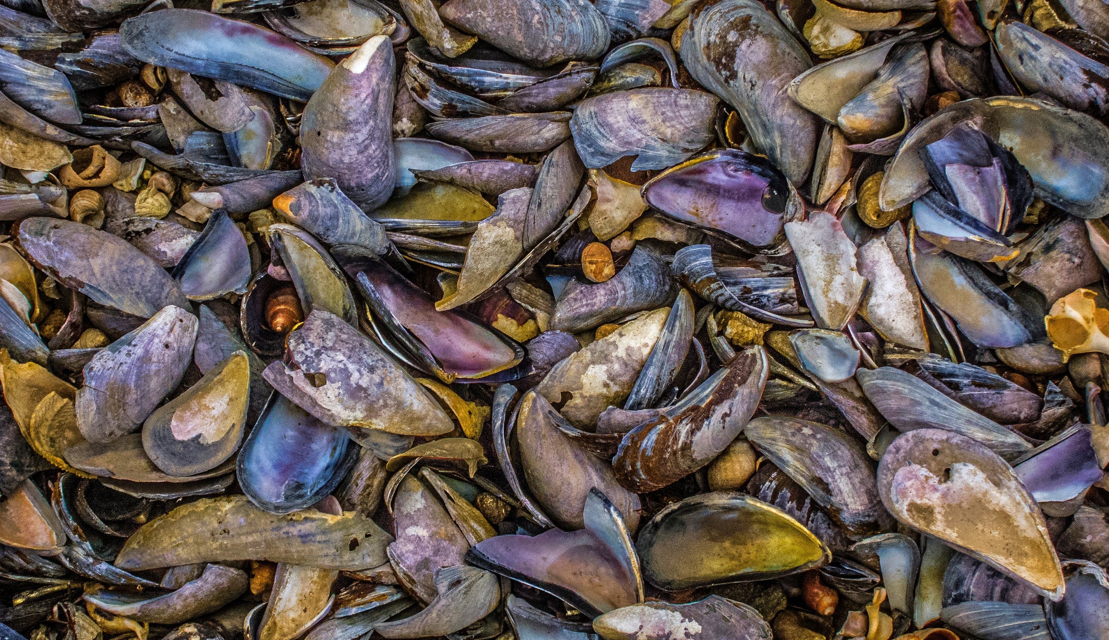Multi-colored Atlantic Mussel Pieces