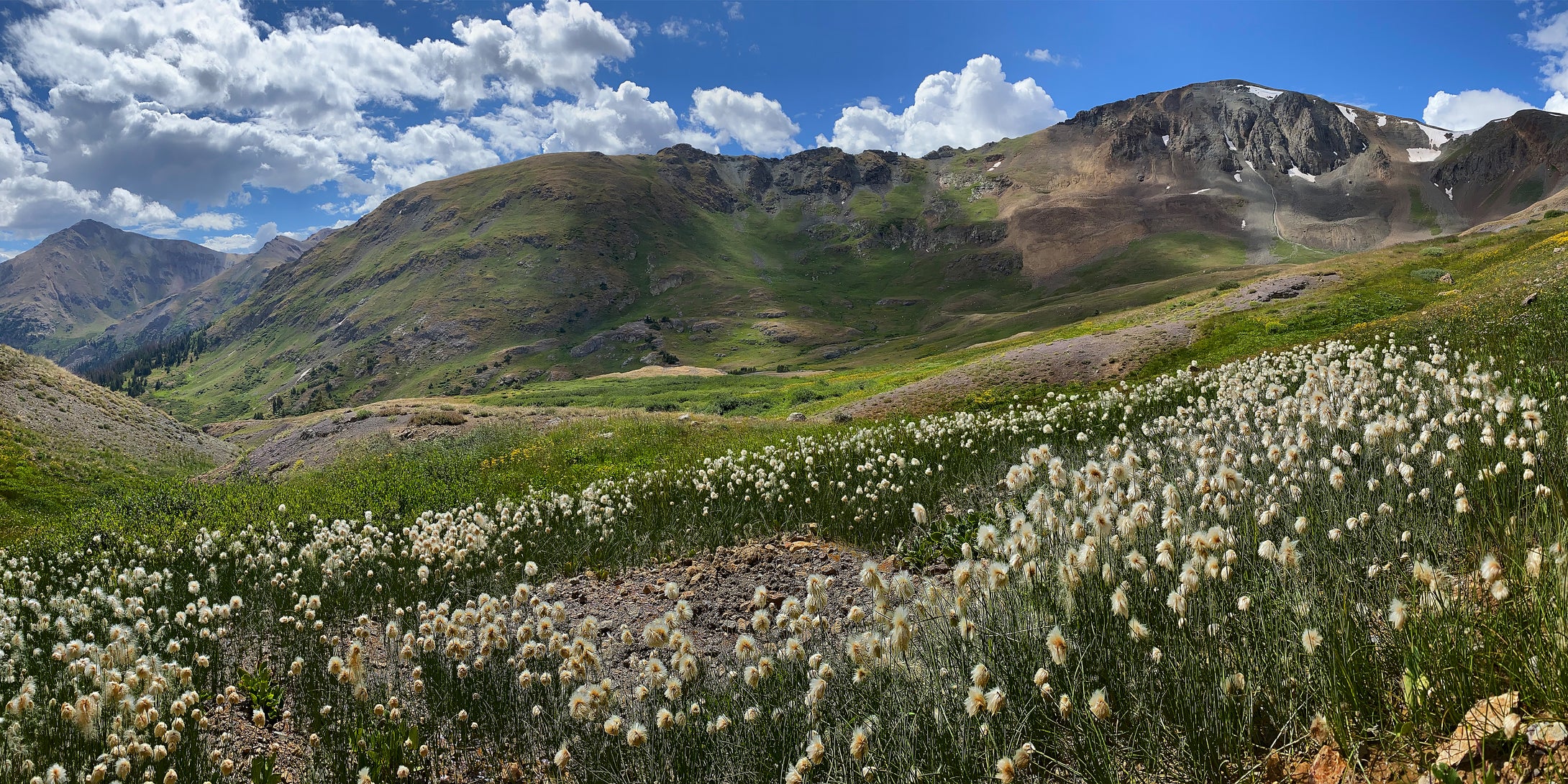 American Bistort Flowesr On Cinnamon Pass