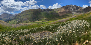 American Bistort Flowesr On Cinnamon Pass