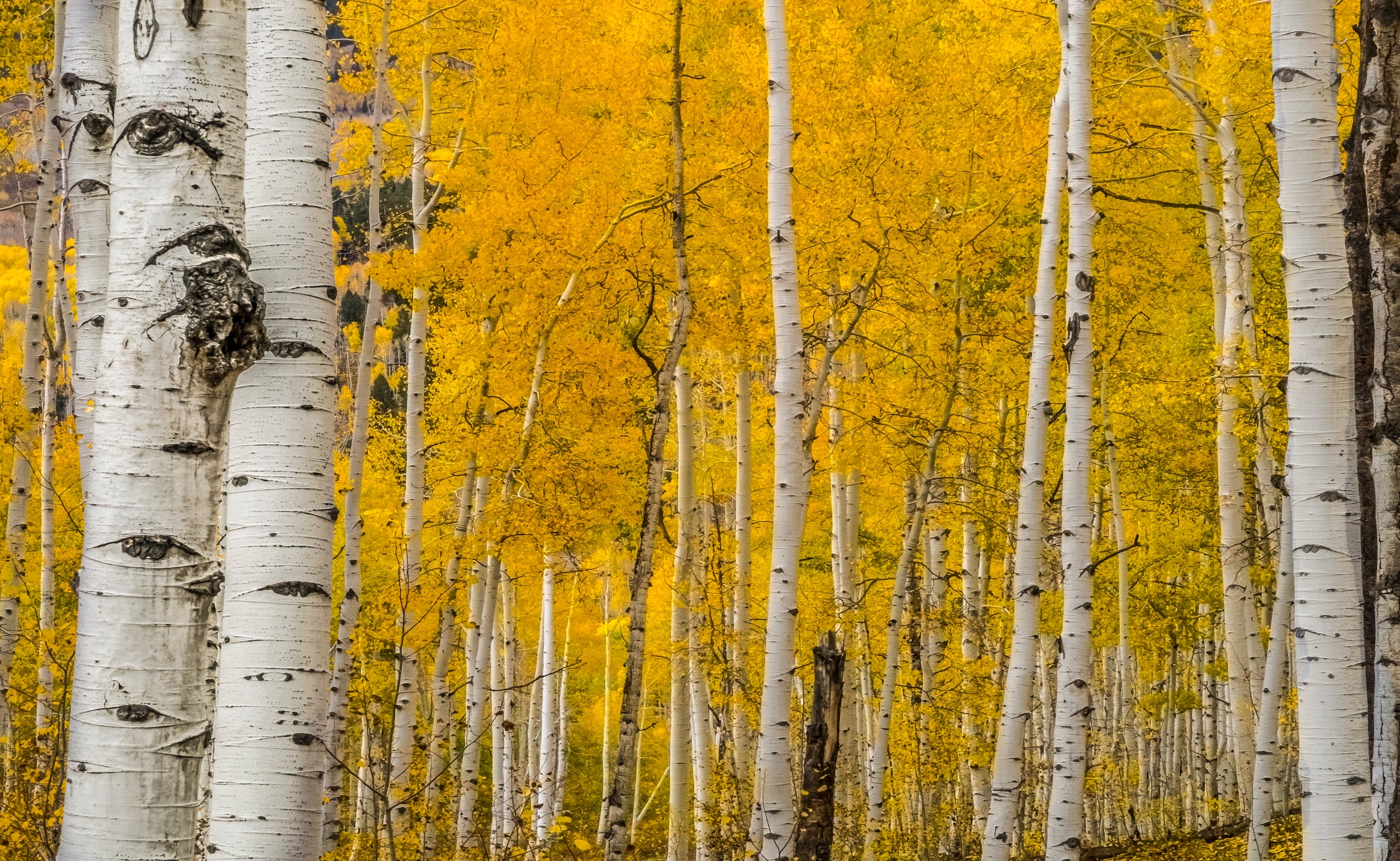 Crystal City White Aspens