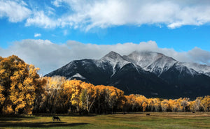 Colorful Cottonwoods Mt. Princeton  Collegiate Peaks  Colorado