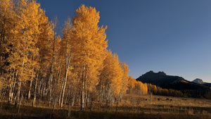 Fall Foliage  Courthouse Mountain View