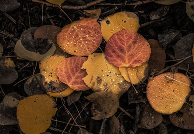 Rain Drops On Colorful Aspen Leaf's