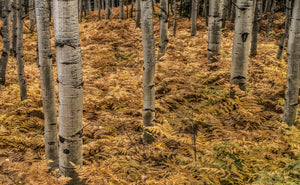 Tall Ferns and White Aspens on Kebler Pass  Colorado