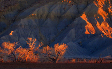 Glowing Cottonwoods on the Caineville Reef