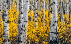 Kebler Pass Fall Spectacle