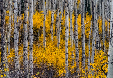 Kebler Pass Quaking Aspens