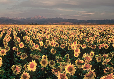Longs Peak Sunflower Daze