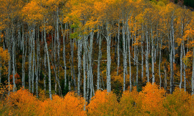 Forest In Aura  Colorado