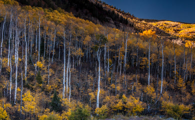 Mesmerizing Fall Colors