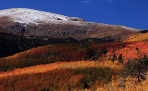 Mt. Elbert   Vibrant Autumn Colors