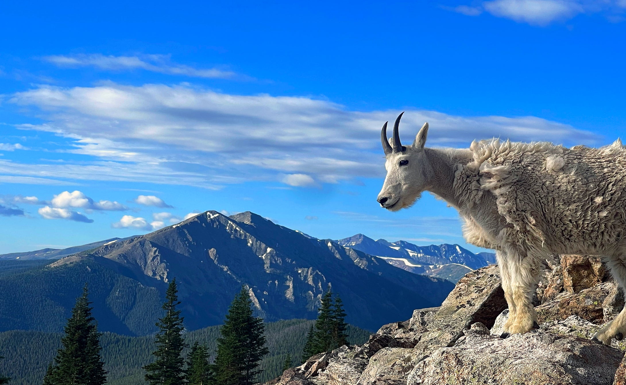 Big Horn Sheep On Buffalo Mountain Colorado