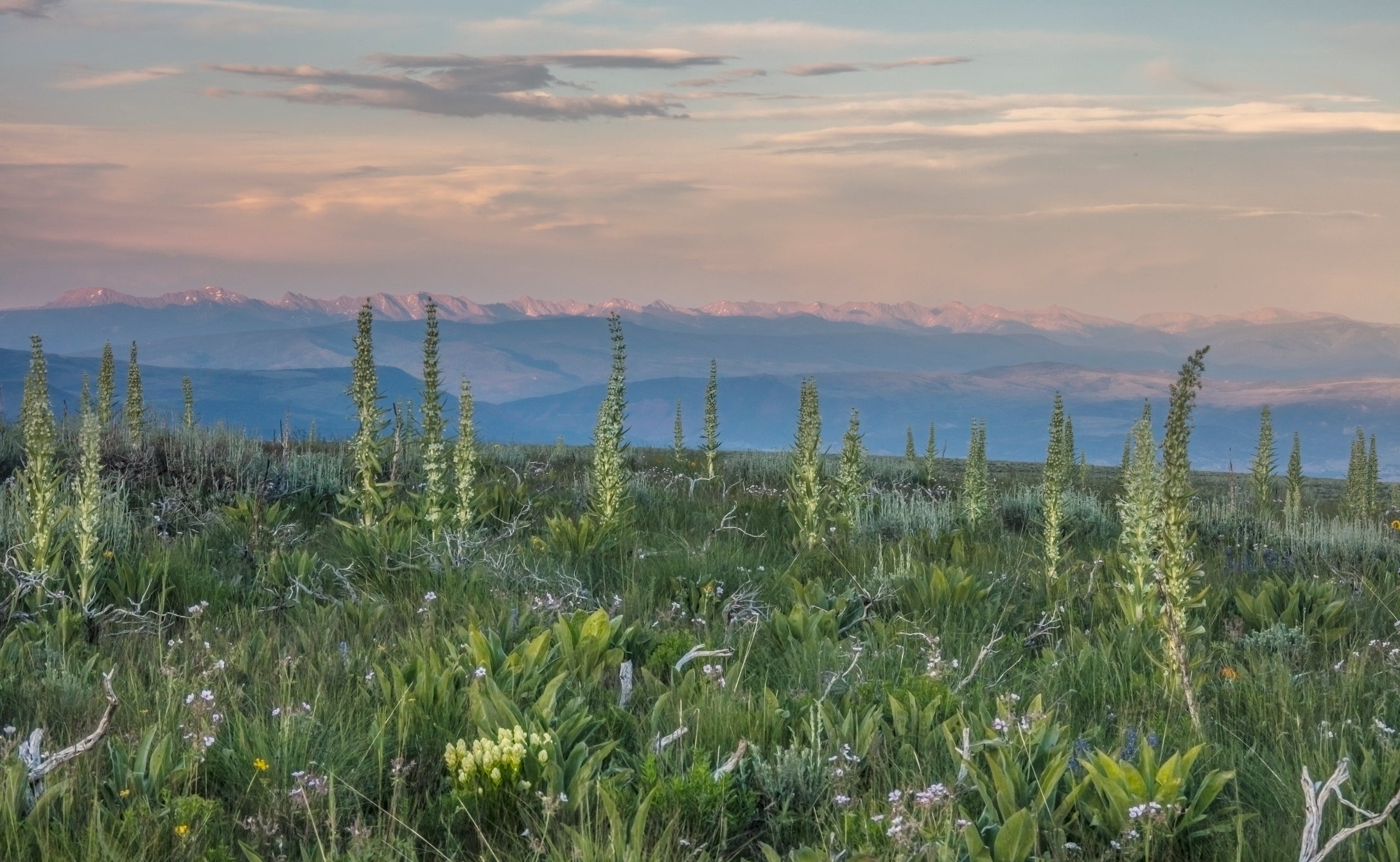 Mullein Blooms  Collegiate Peaks Colorado