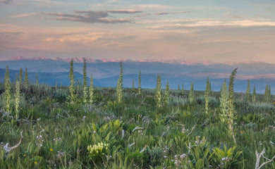 Mullein Blooms  Collegiate Peaks Colorado