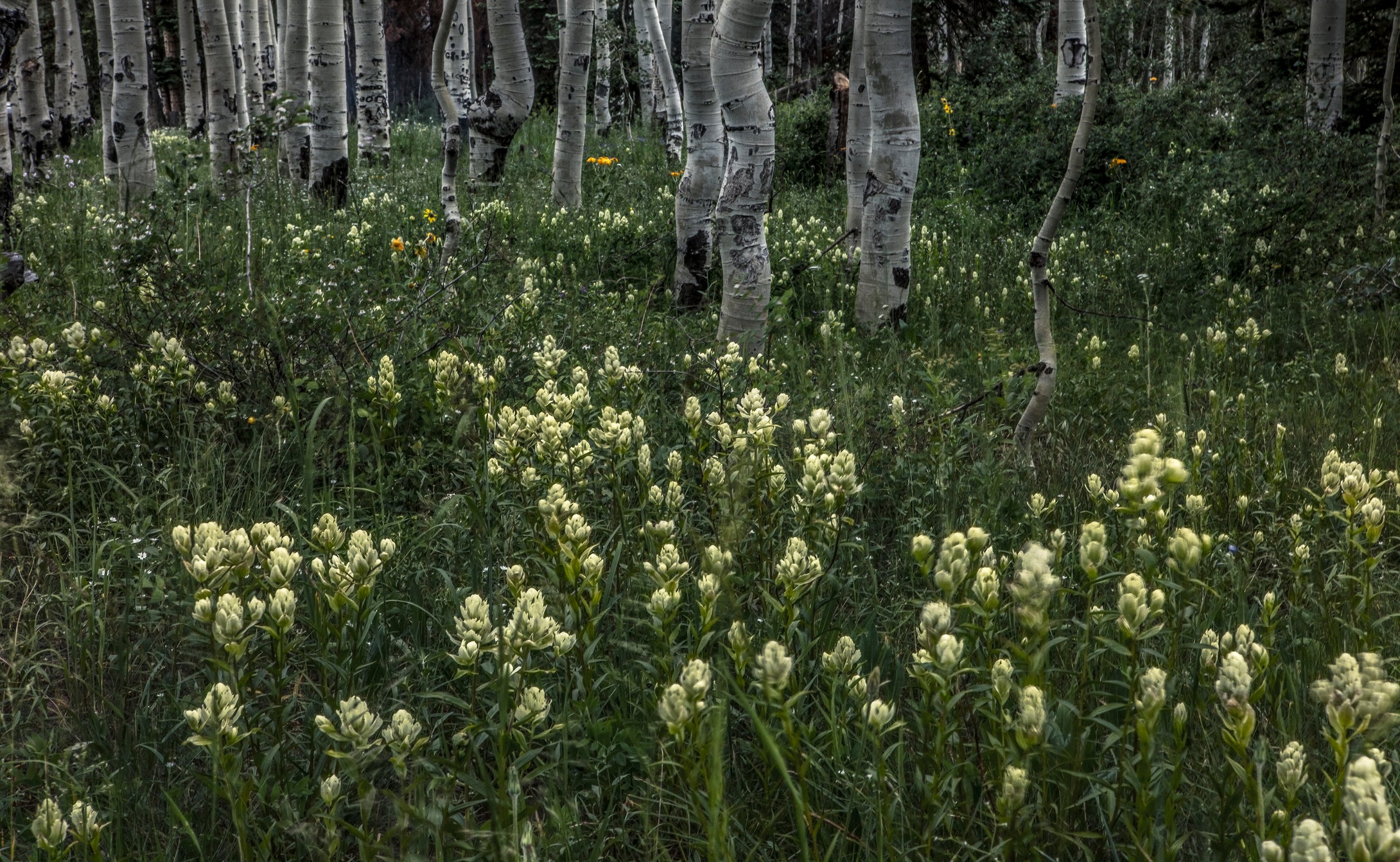 Mountain Paint Brush Forest