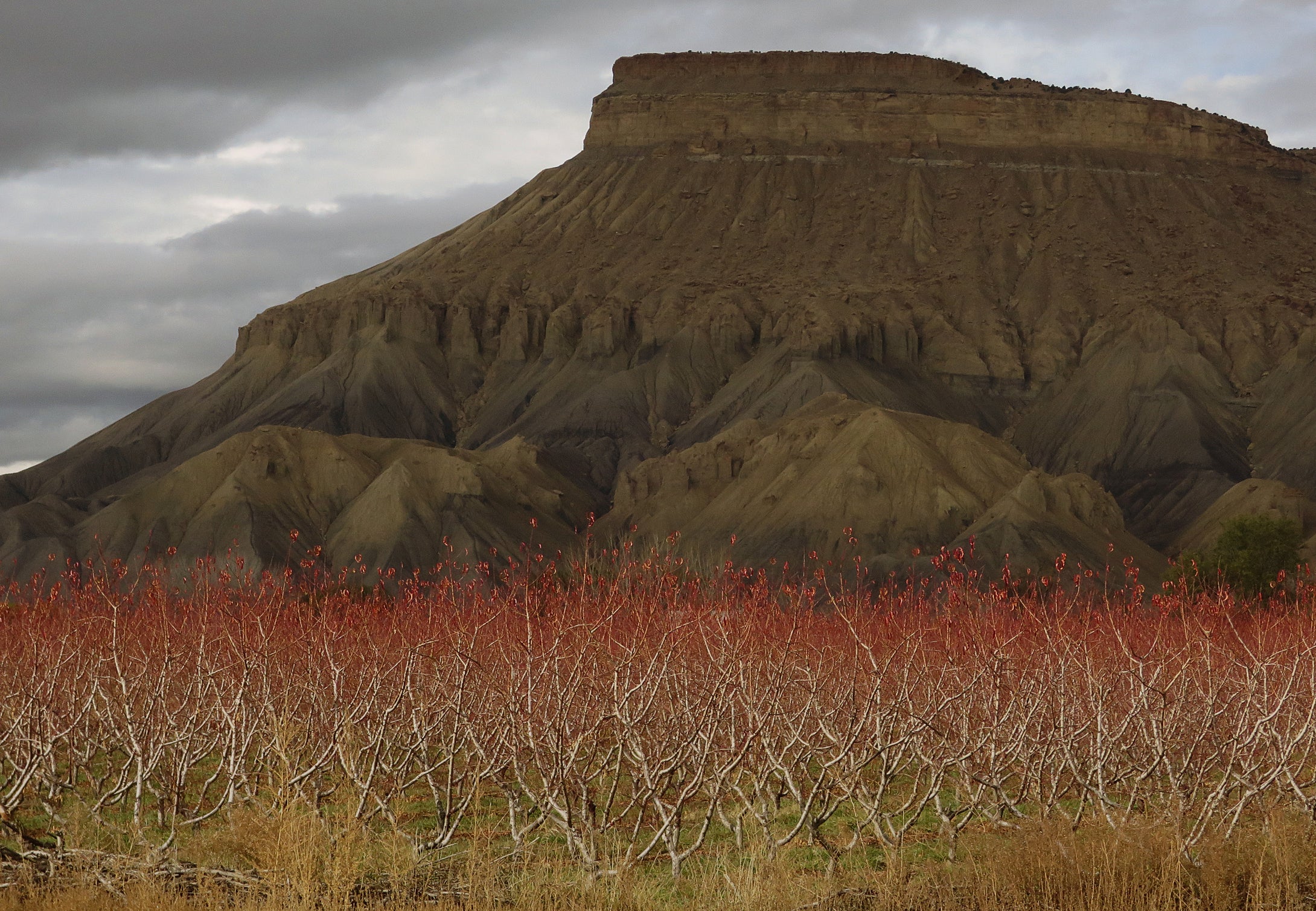 Budding Fruit Trees in Grand Junction Colorado