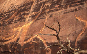 Patterns On The Walls Of Muley Twist Canyon