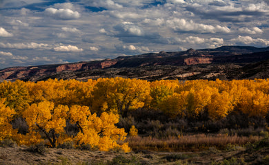 Rattlesnake Canyon Fall Colors