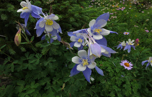 Colorful Colorado Blue Star Columbines