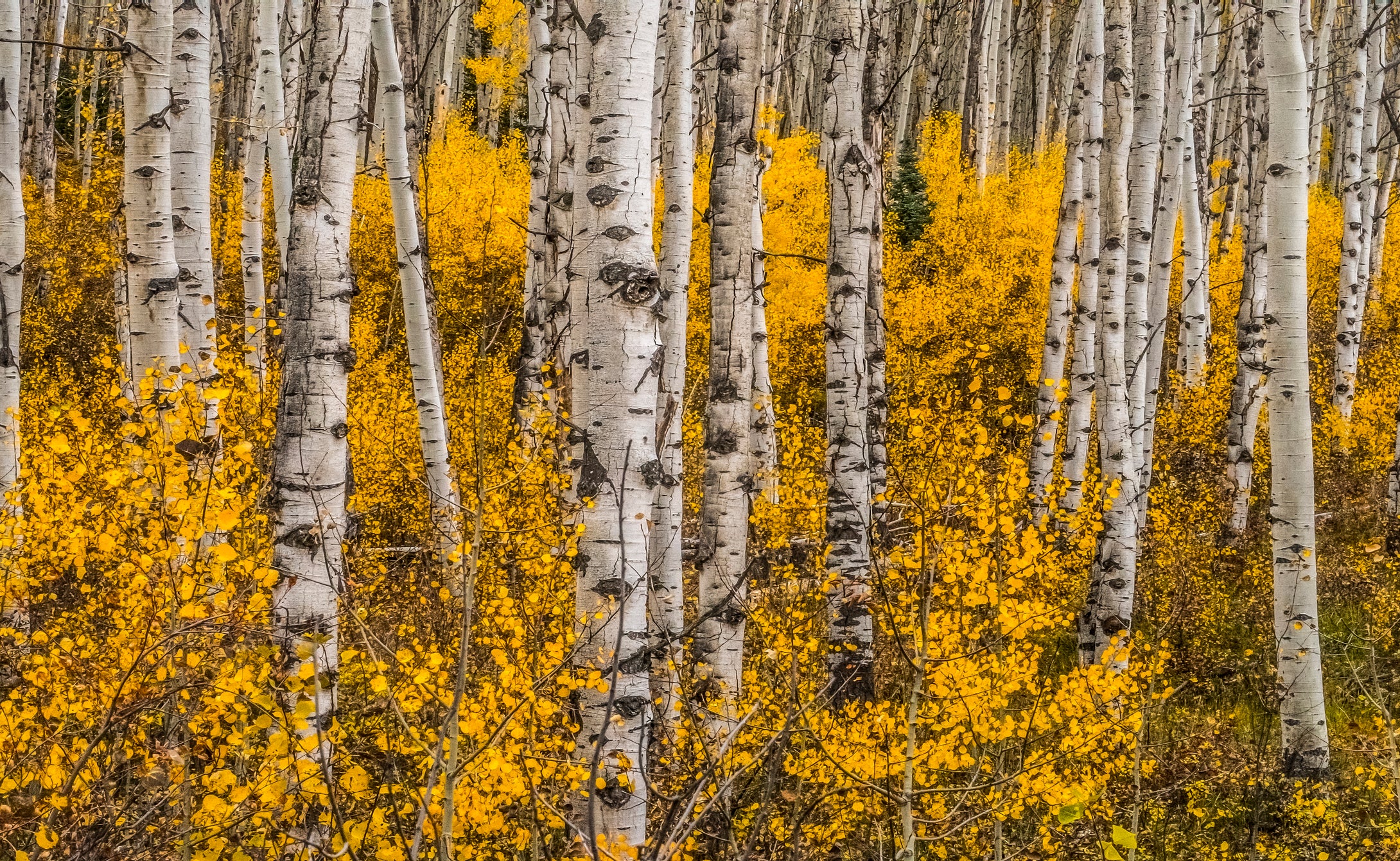 Aspen Eyes         Kebler Pass Fall Colors