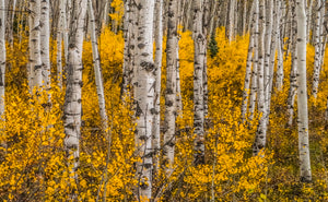 Aspen Eyes         Kebler Pass Fall Colors