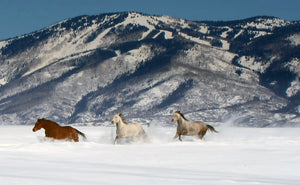 Steamboat Springs Ski Resort        Colorado