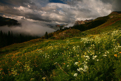 Summer Flowers On Black Bear Pass