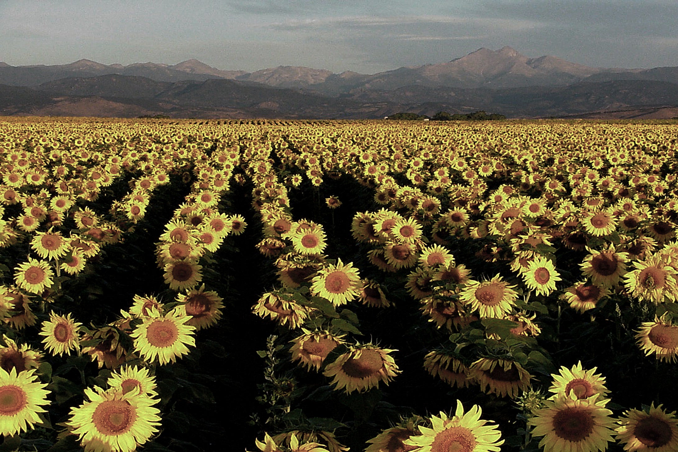 Sunflower Serenade