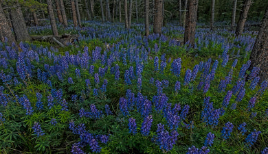 Blue Carpet Of Mountain Lupines