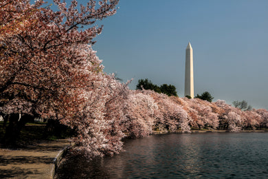 Cherry Tree Blossoms and Washington Monument