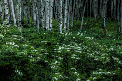 Cow Parsnips on  Rabbit Ears Pass Colorado