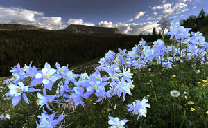 Colorado Blue Columbines  Stillwater Resevoir Colorado