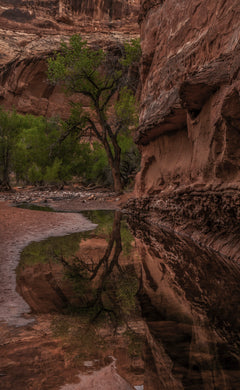 Horseshoe Canyon Cottonwood Reflections