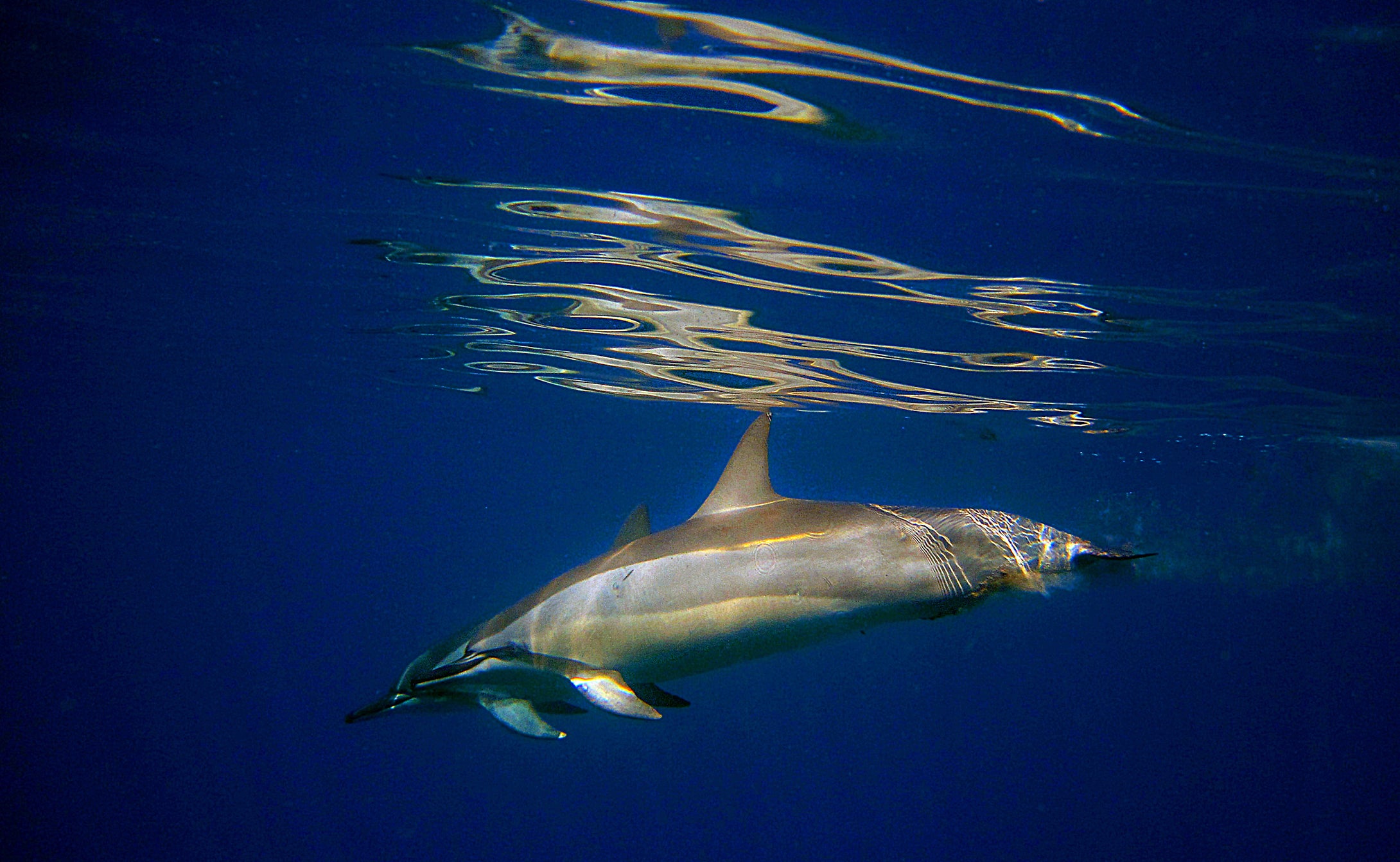 Spinner Dolphins in Cook Harbor  Hawaii