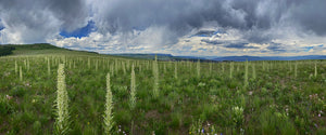 Mullein Blooms  Flat Tops  Colorado