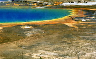 Where The Buffalo Roam  Grand Prismatic Spring  Yellowstone National Park