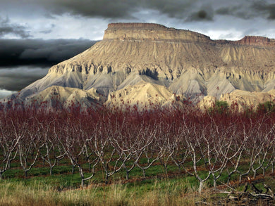 Palisades Mesa Grand Junction Colorado