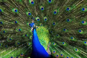 A Male Peacocks Radiant Blue Eyes