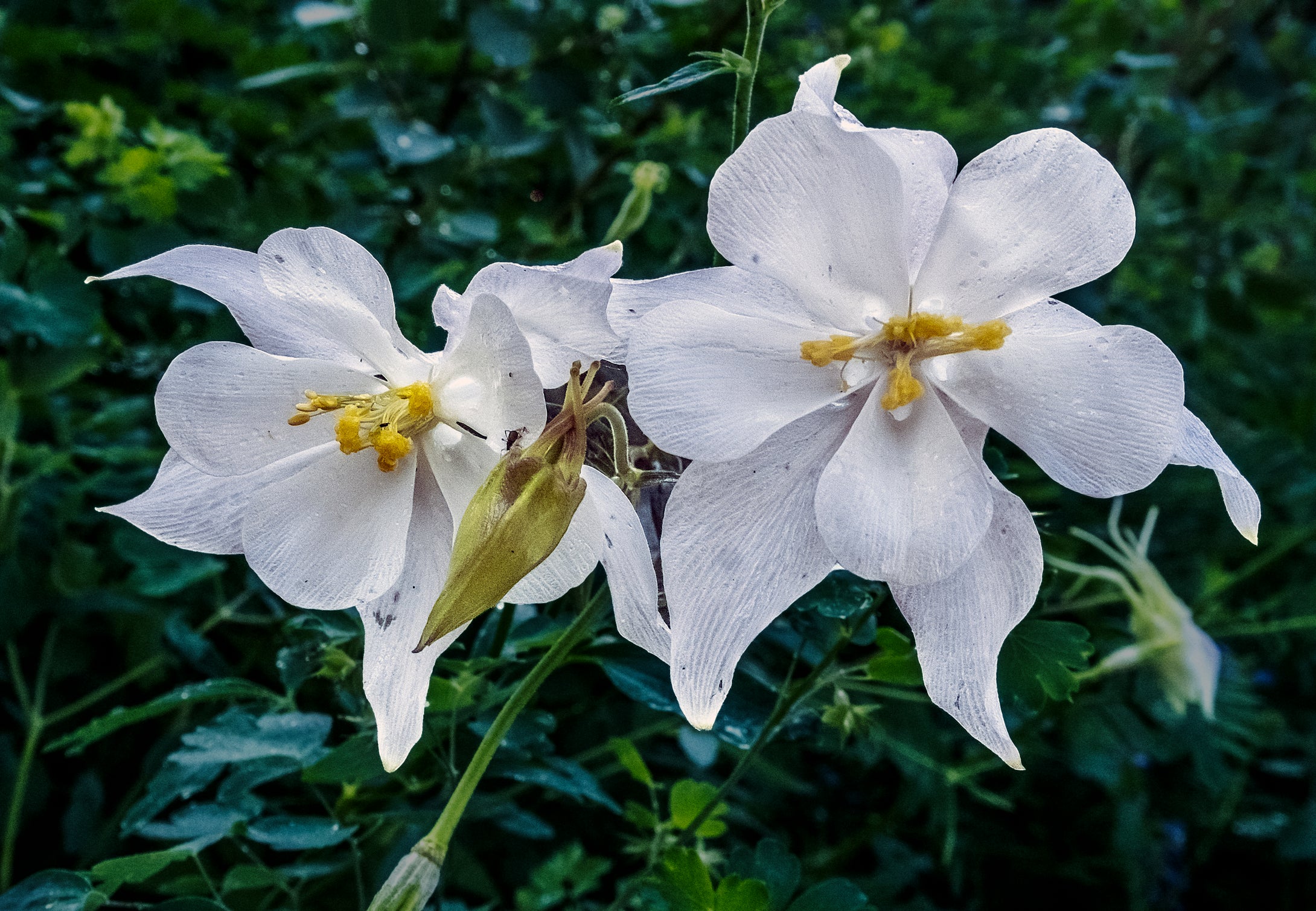 Rare White Columbines