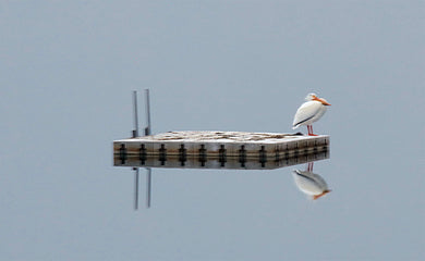 Lone Pelican Reflection On A Hazy Day