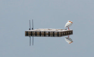 Lone Pelican Reflection On A Hazy Day