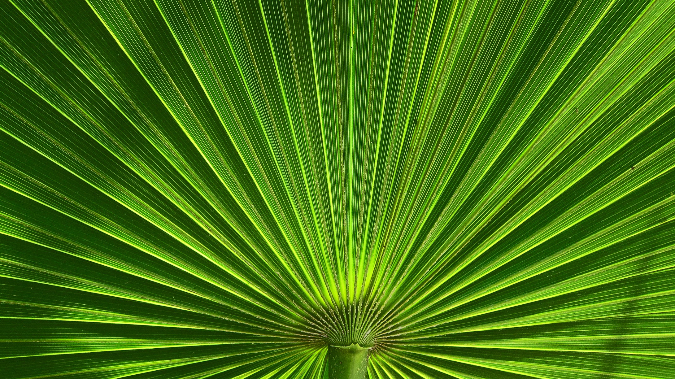 Palm Tree Leaf Pattern