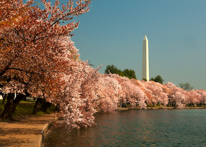 Cherry Tree Blossoms, Tidal Basin