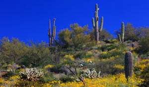 Brittle Bush Desert Blooms