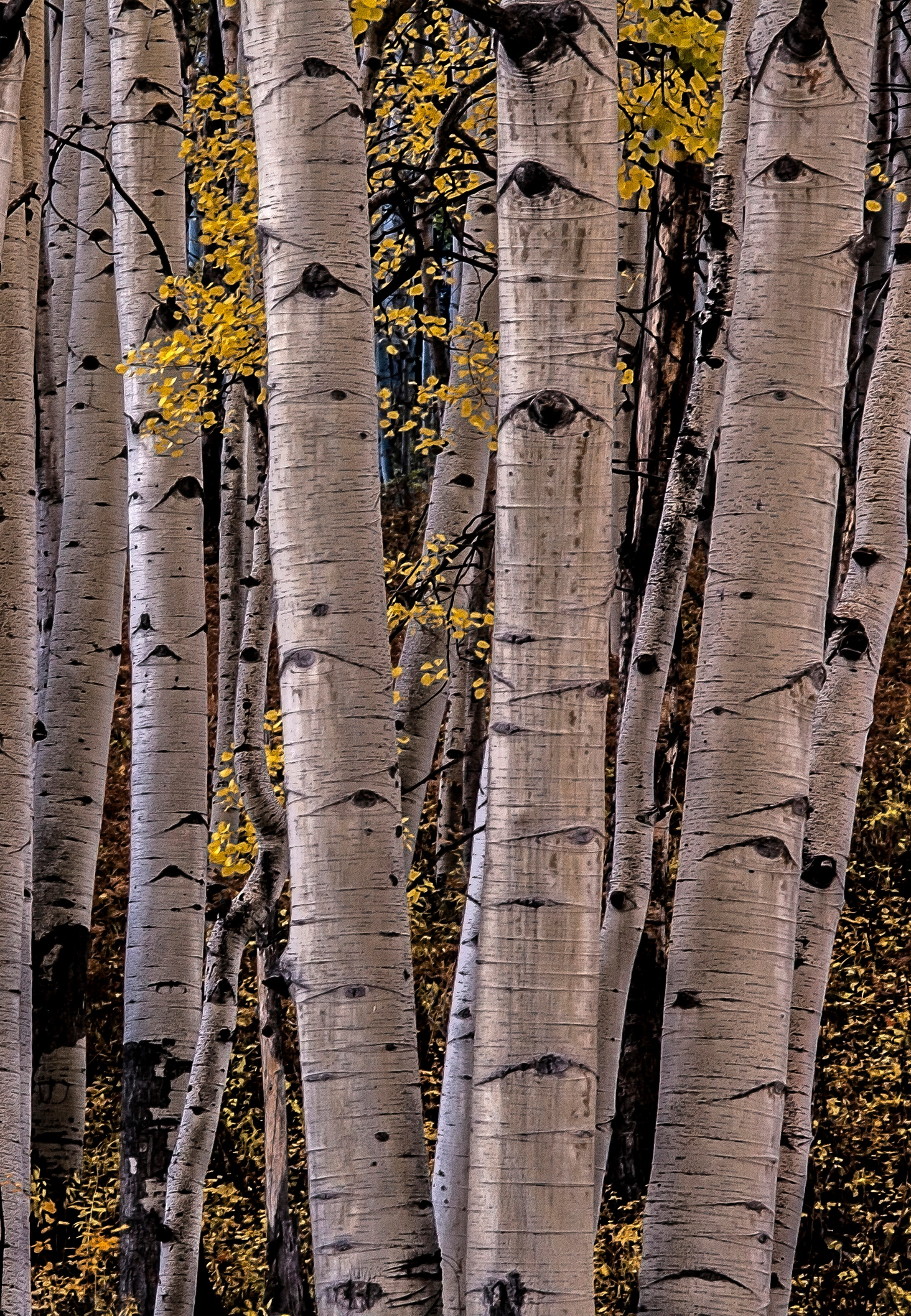 Aspen Eyes Vail Colorado